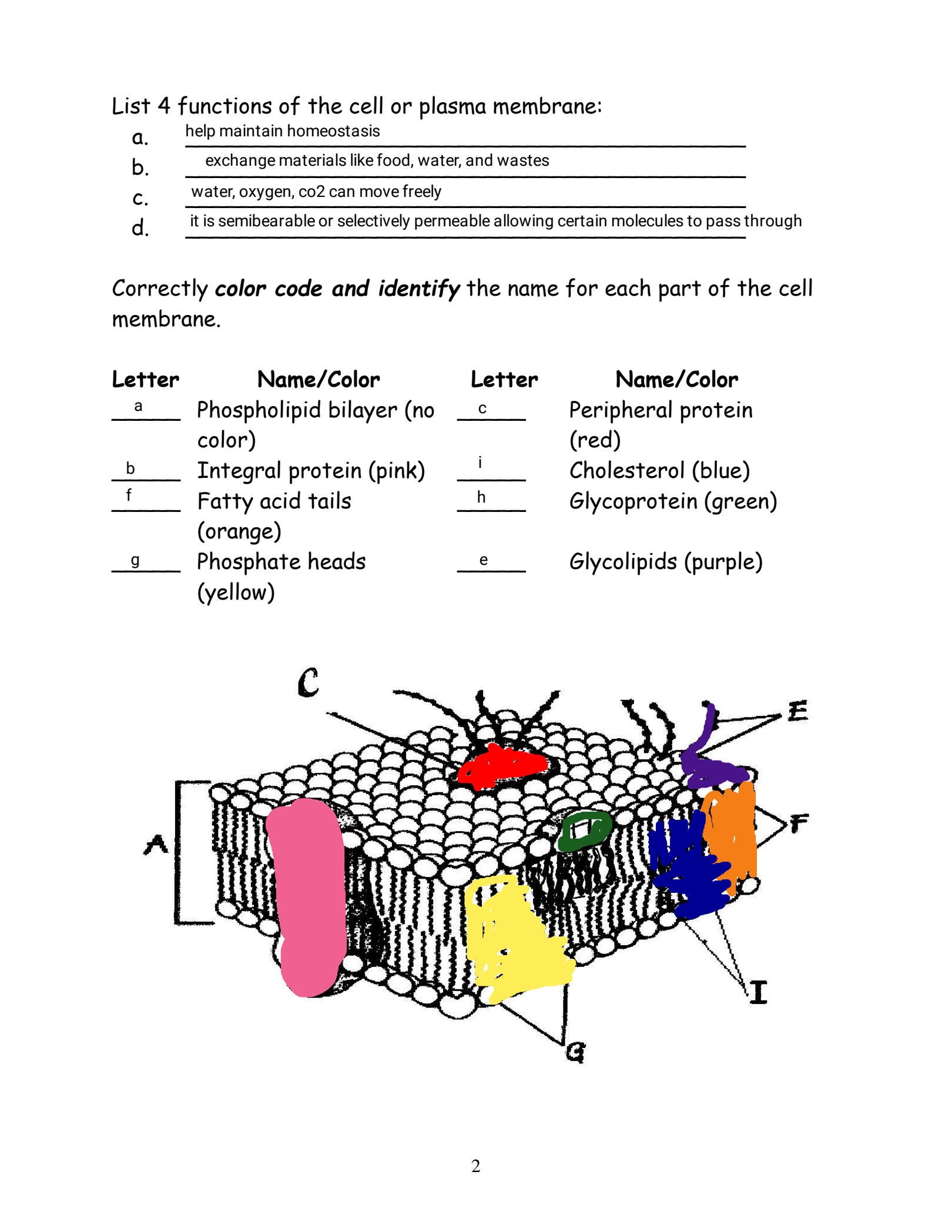 SOLUTION Cell Membrane Coloring Worksheet 1 Studypool Worksheets 
