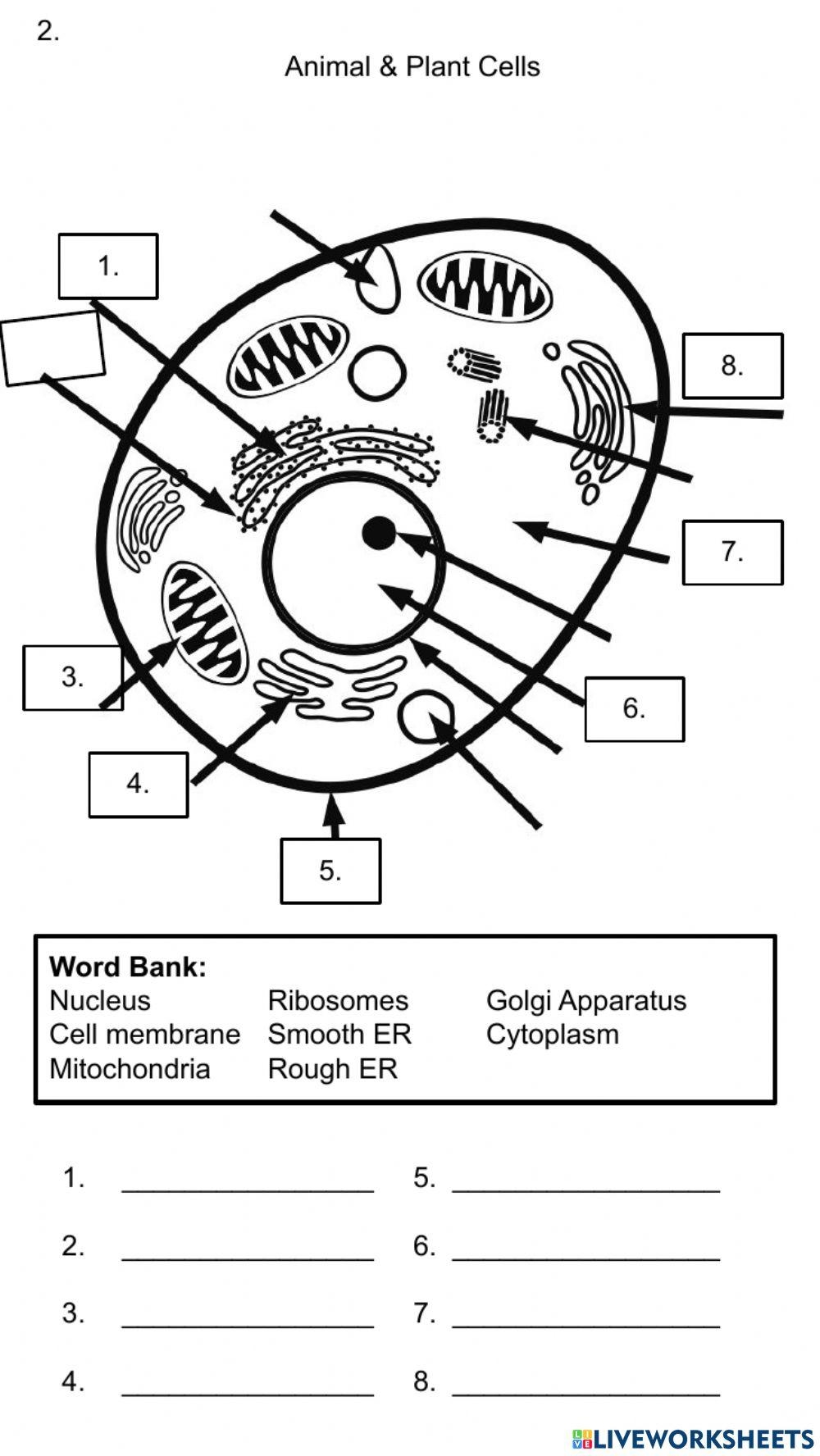 cells and organelles worksheet