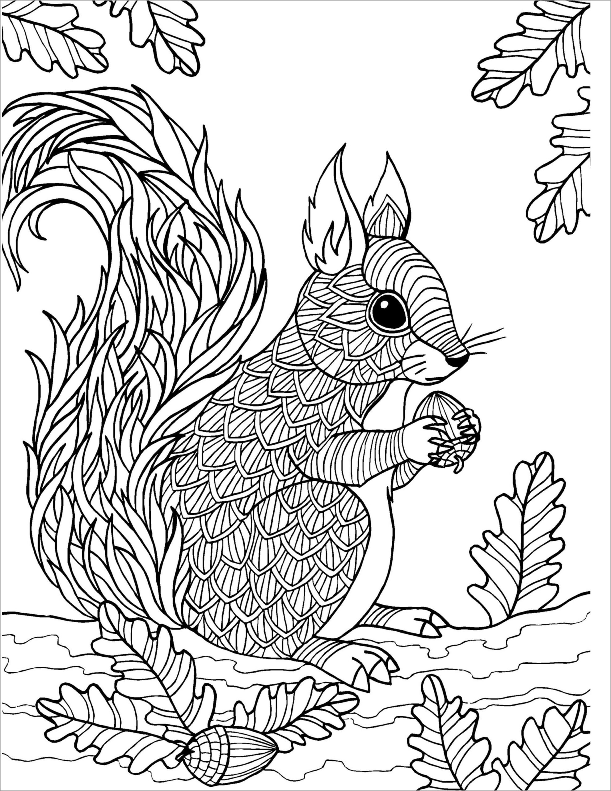 Squirrel Coloring Pages ColoringBay