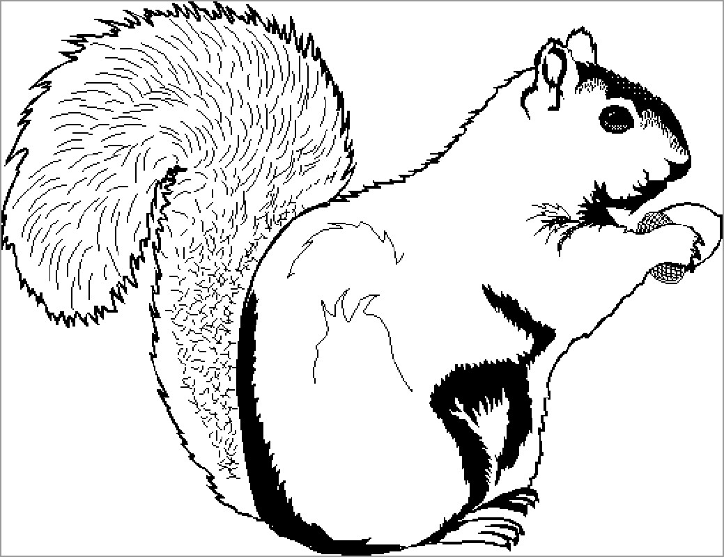 Squirrel Coloring Pages ColoringBay