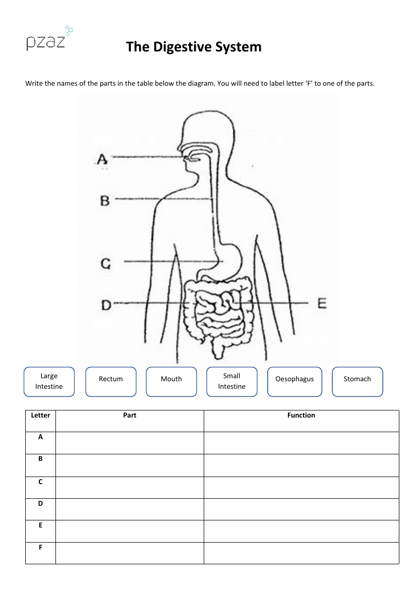 digestive system worksheet