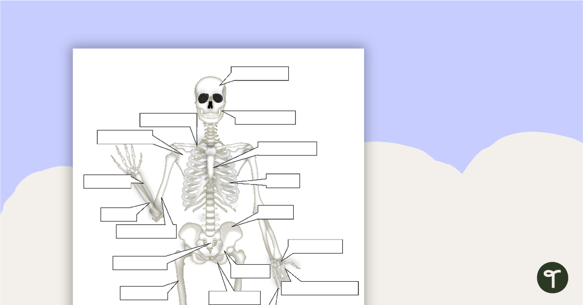 The Human Skeletal System Worksheet Teach Starter Worksheets Library