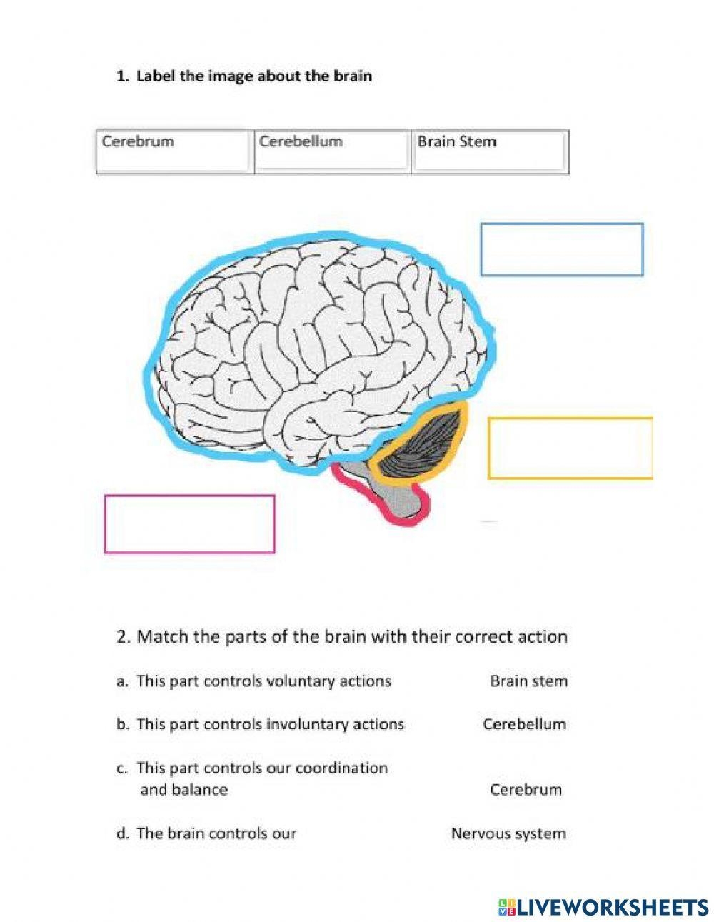 The Nervous System Worksheet Worksheet Live Worksheets Worksheets 