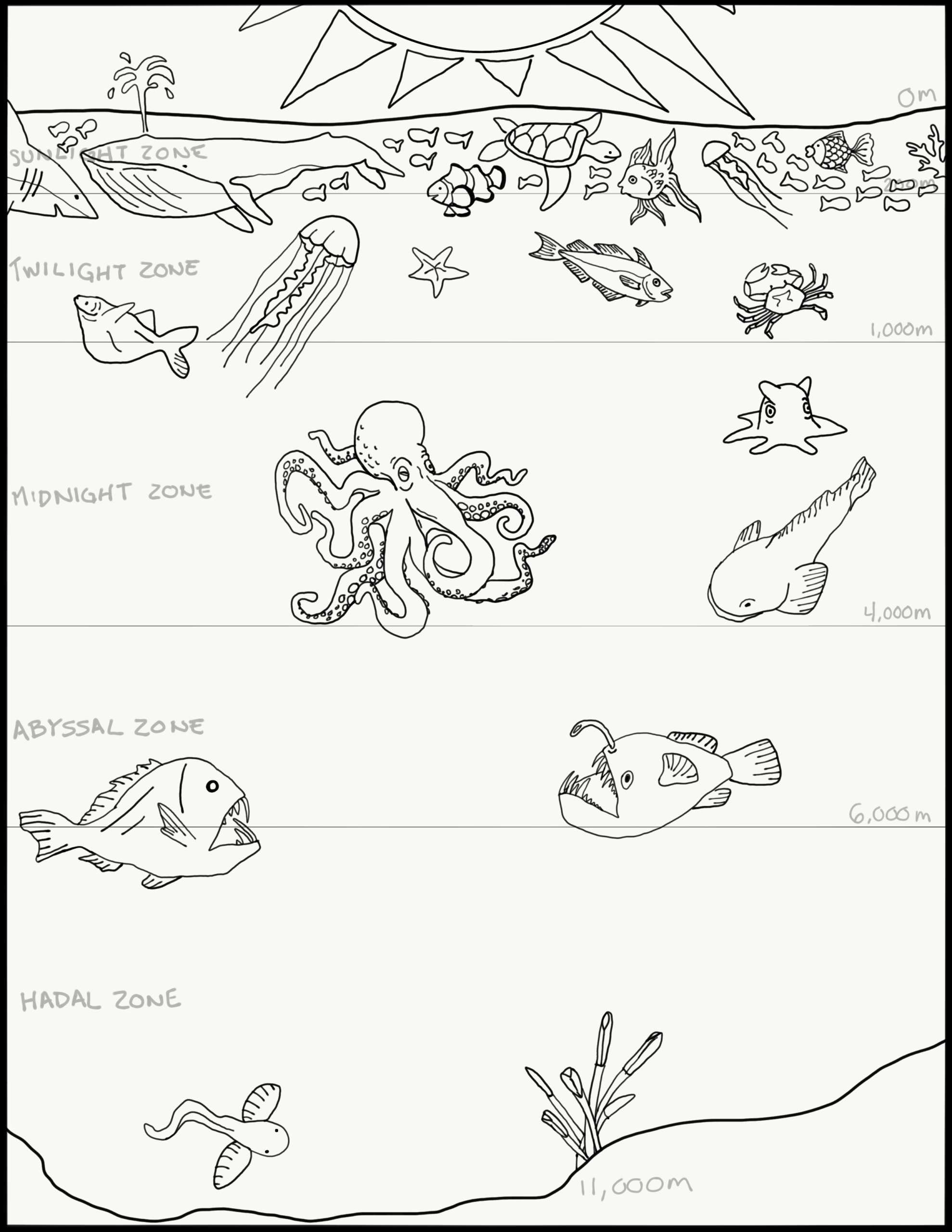 Week 7 Ocean Zones Blue Ocean Society For Marine Conservation 
