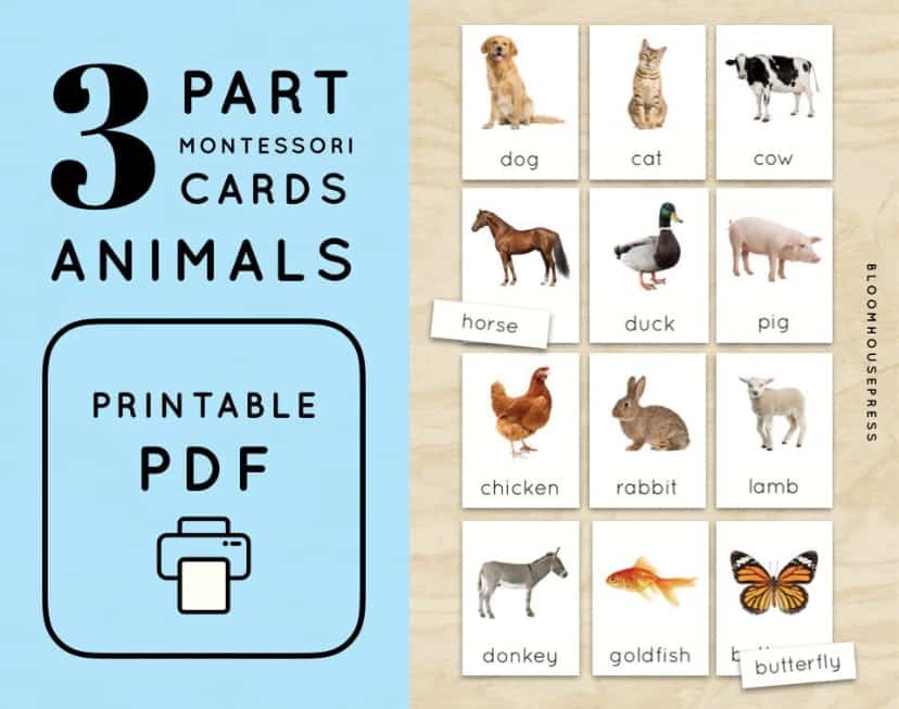 What Are Montessori 3 Part Cards 