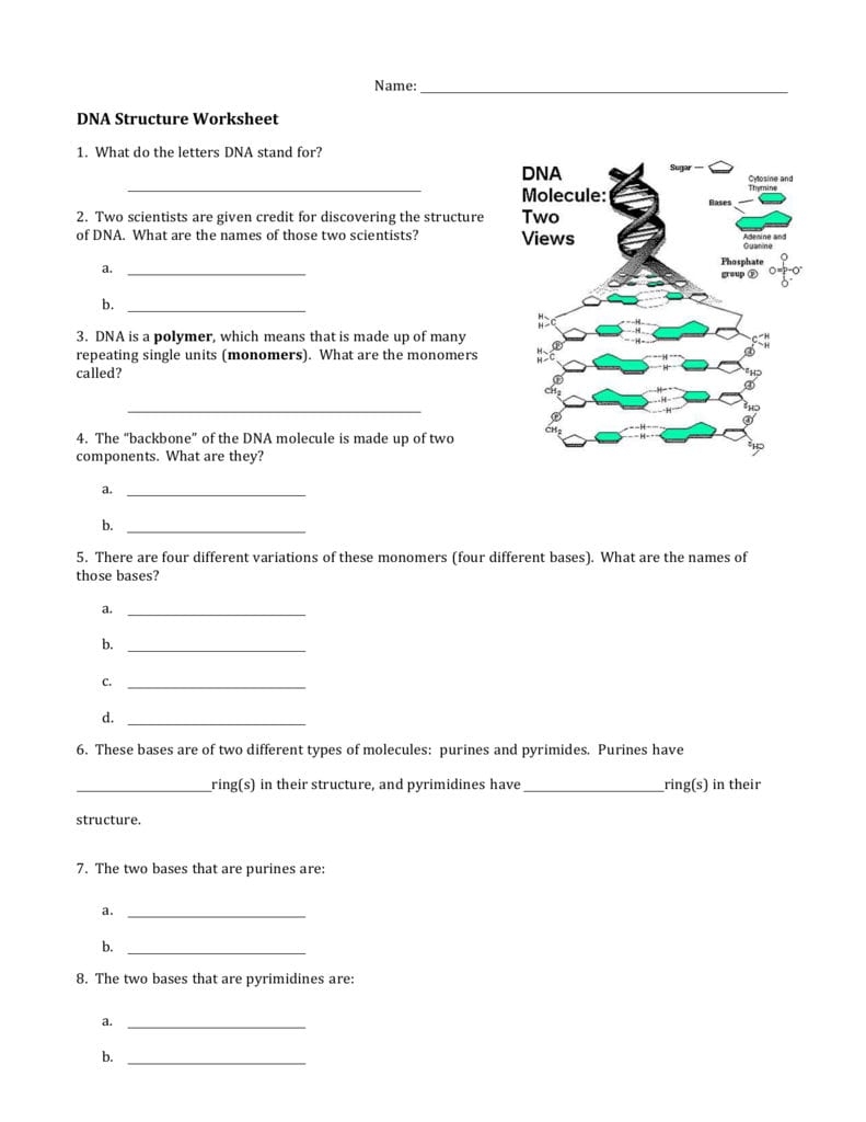 dna structure worksheet