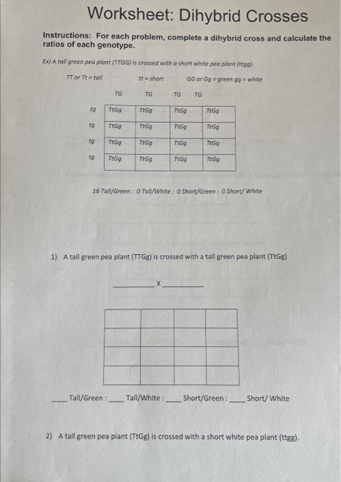 dihybrid cross worksheet answer key